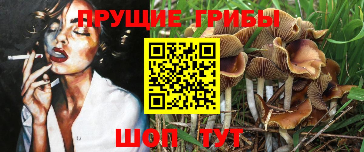 Пятигорск  Псилоцибиновые грибы Psilocybine cubensis  Вход с VPN 